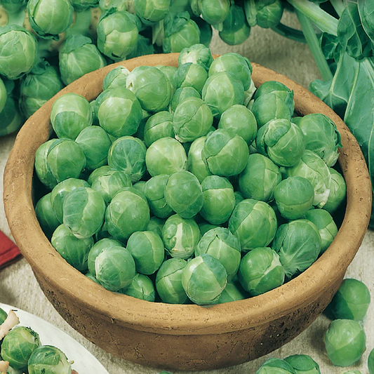 McKenzie Seeds Brussels Sprouts Seeds Catskill