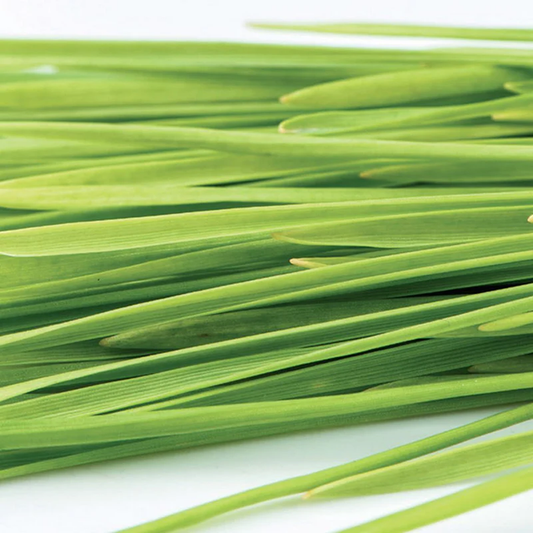 McKenzie Seeds Organic Sprouts Wheatgrass Seeds