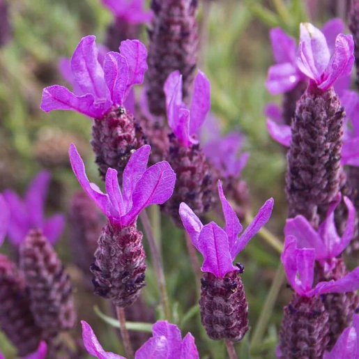 West Coast Seeds Lavender - French Lavender