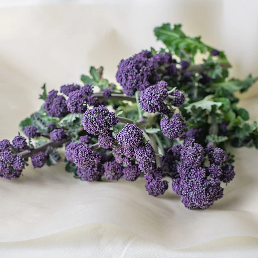 West Coast Seeds Broccoli - Santee F1 (Coated) Certified Organic