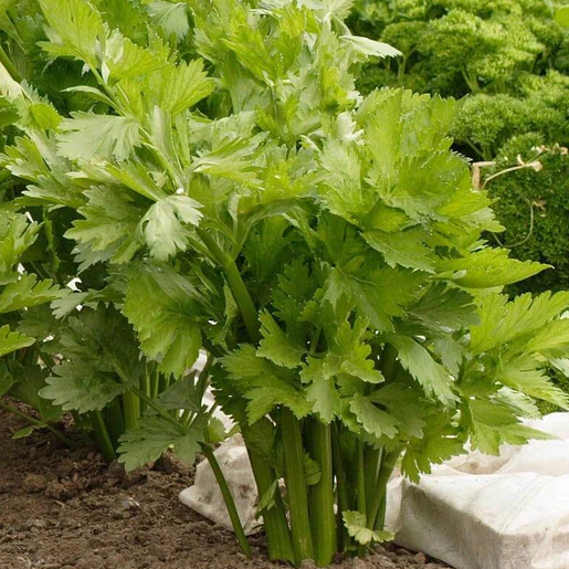 West Coast Seeds Celery - Victoria F1 (Pelleted)