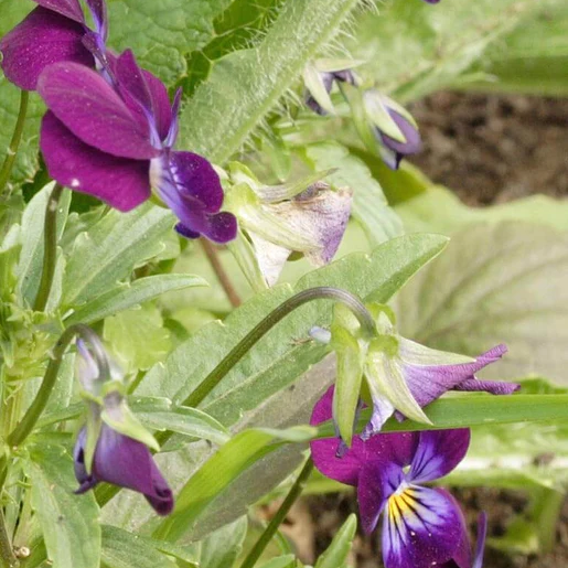 West Coast Seeds Pansies & Violas - Johnny Jump Up
