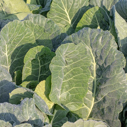 West Coast Seeds Collards - Top Bunch 2.0 F1