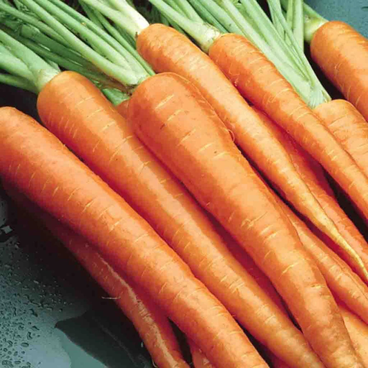 McKenzie Seeds Carrot Seeds, Danvers Half-Long