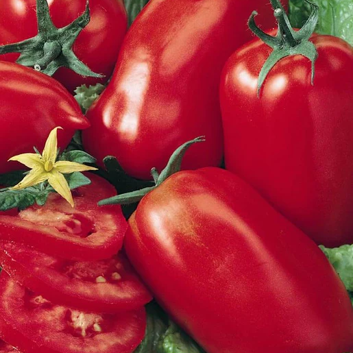 West Coast Seeds Tomatoes - Amish Paste Roma