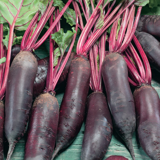 McKenzie Seeds Organic Beet Seeds, Cylindra Formanova