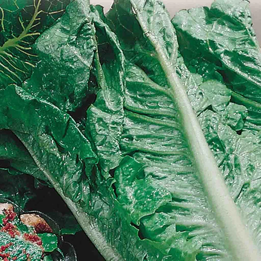 McKenzie Seeds Organic Lettuce Seeds, Romaine