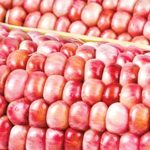 West Coast Seeds Corn - Pink Popcorn
