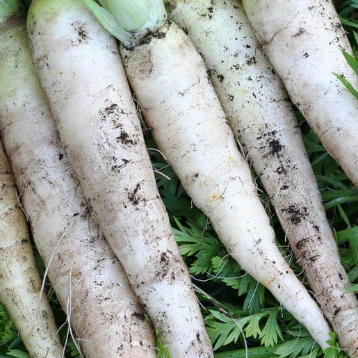 West Coast Seeds Carrots - White Satin F1 (Coated)