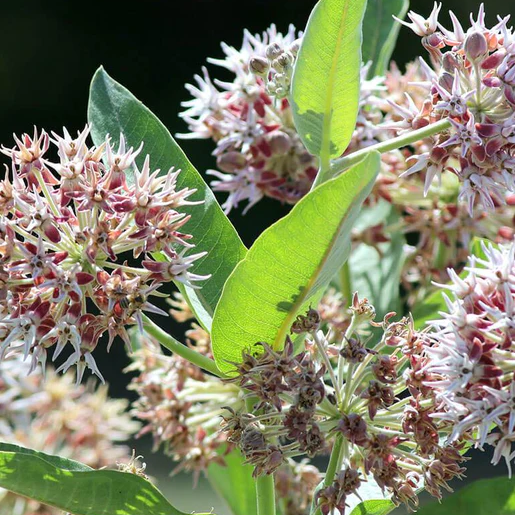 West Coast Seeds Asclepias - Showy Milkweed