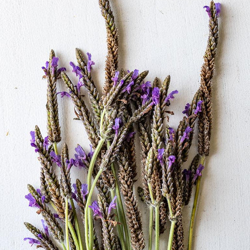 West Coast Seeds Lavender - Spanish Eyes
