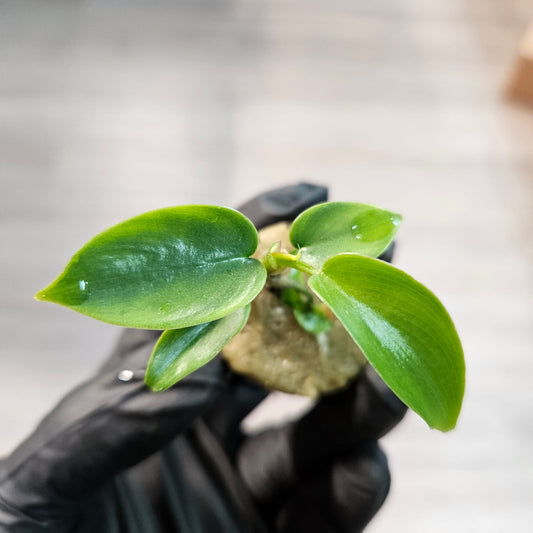 Philodendron Florida Green - Small