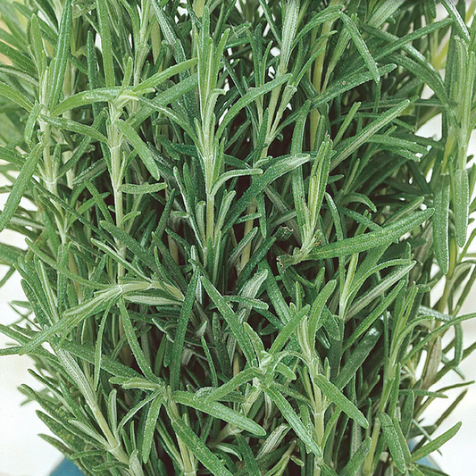 McKenzie Seeds Rosemary Seeds