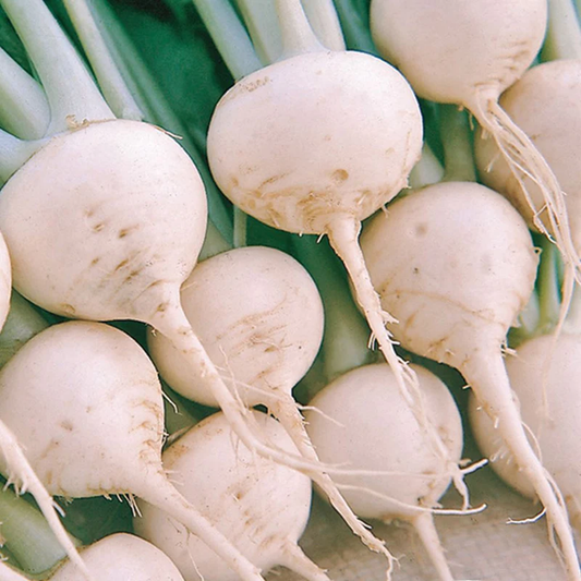 McKenzie Seeds Turnip Seeds, Early Snowball
