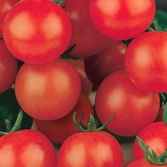 McKenzie Seeds Tomato Seeds, Tiny Tim