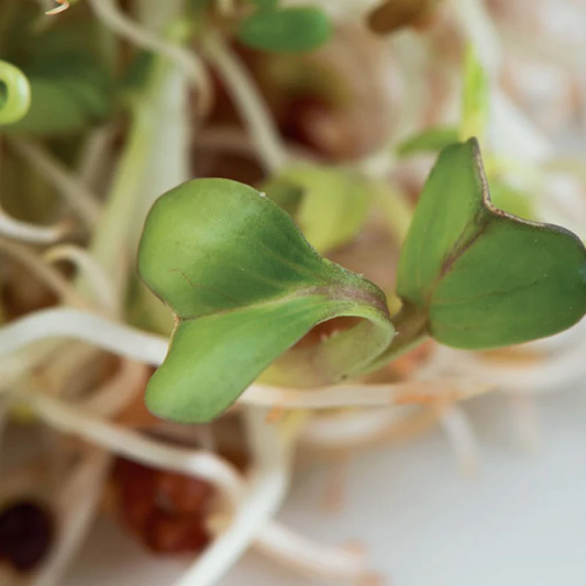 McKenzie Seeds Organic Sprouts Spring Salad Seeds