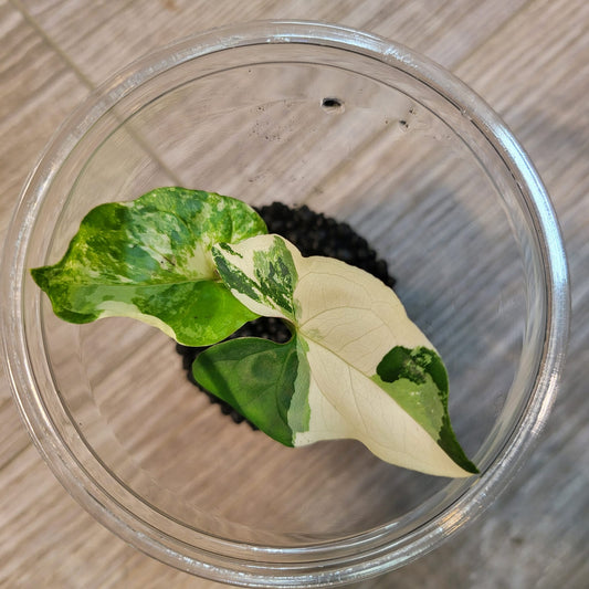 Syngonium Albo - Small