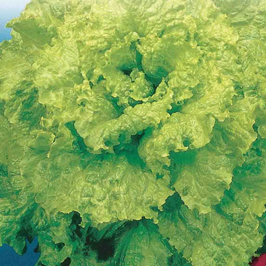 McKenzie Seeds Lettuce Seeds, Early Curled Simpson