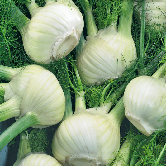 McKenzie Seeds Fennel Seeds