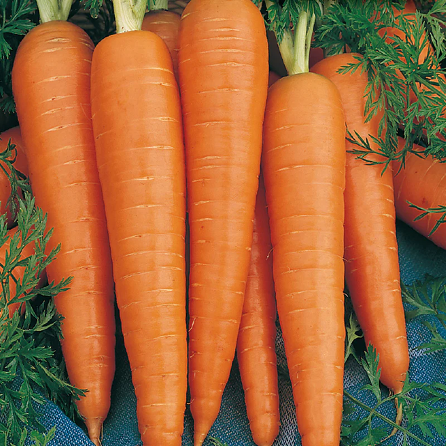 McKenzie Seeds Carrot Seeds, Red Cored Danvers