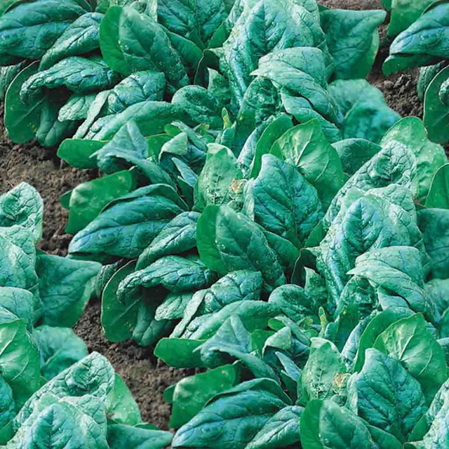 McKenzie Seeds Spinach Seeds, King of Denmark