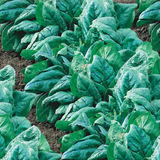 McKenzie Seeds Spinach Seeds, King of Denmark