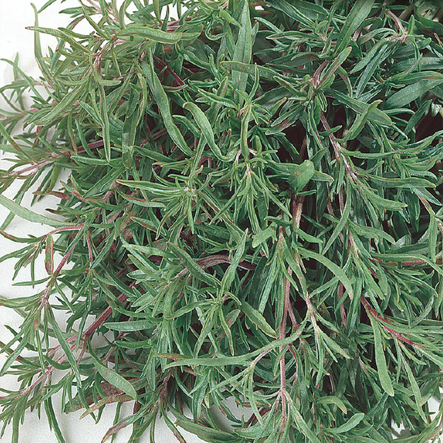 McKenzie Seeds Summer Savory Seeds