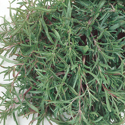 McKenzie Seeds Summer Savory Seeds