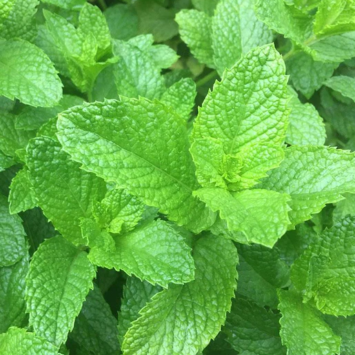West Coast Seeds Mint - Spearmint