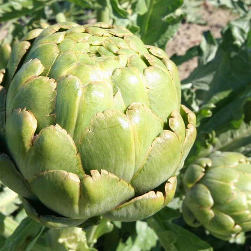 West Coast Seeds Artichokes - Green Globe