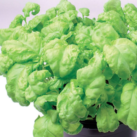 McKenzie Seeds Basil Seeds, Lettuce Leaf