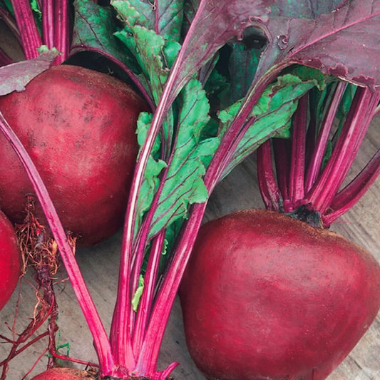 McKenzie Seeds Organic Beet Seeds, Green Top Bunching