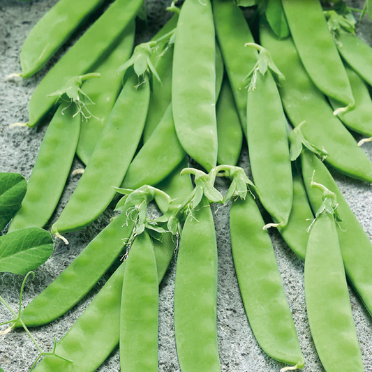 McKenzie Seeds Pea Seeds, Snow Snowflake