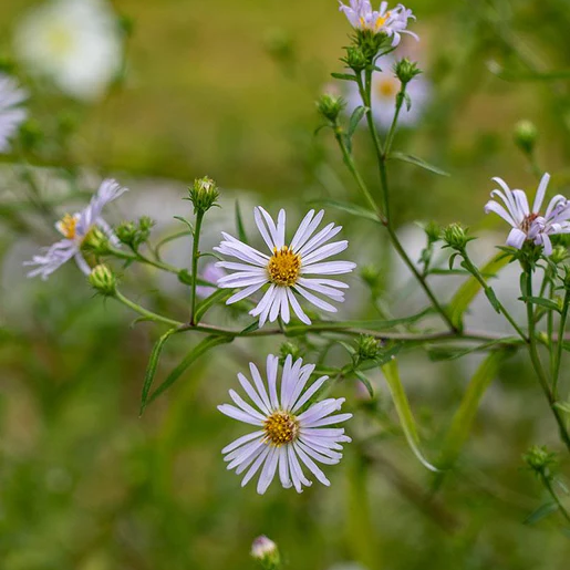 West Coast Seeds Aster - Douglas Aster