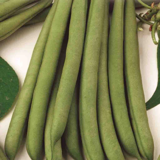 McKenzie Seeds Bean Seeds, Stringless Green Pod Bush