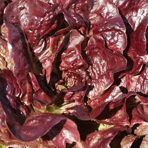 West Coast Seeds Lettuce - Rouge d'Hiver