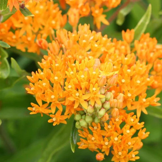 West Coast Seeds Asclepias - Butterfly Bush