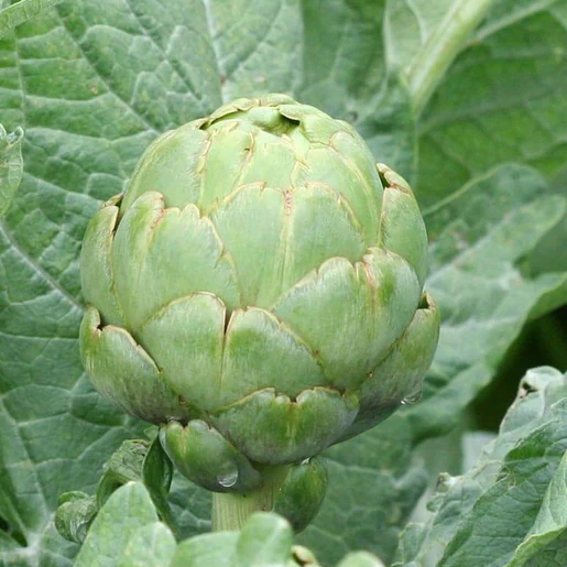 West Coast Seeds Artichokes - Imperial Star Certified Organic
