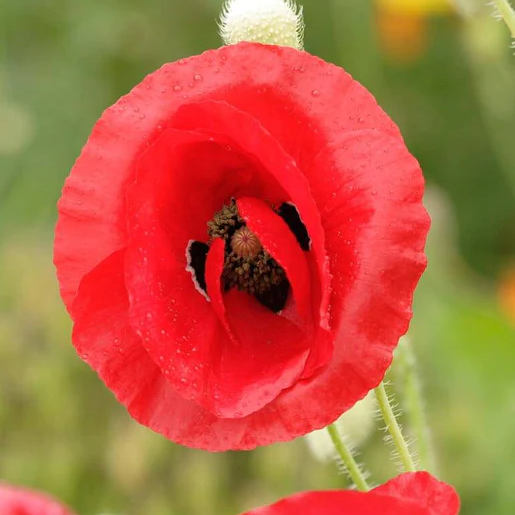 West Coast Seeds Poppies - Flanders Poppy
