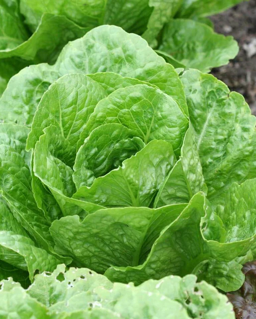 West Coast Seeds Lettuce - Coastal Star Organic