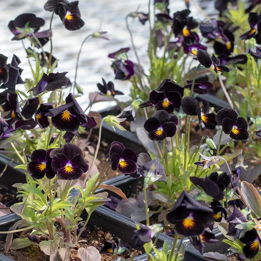West Coast Seeds Pansies & Violas - Back to Black Viola