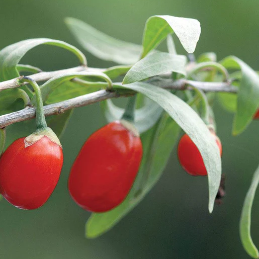 West Coast Seeds Fruit - Shanghai Express (Goji)