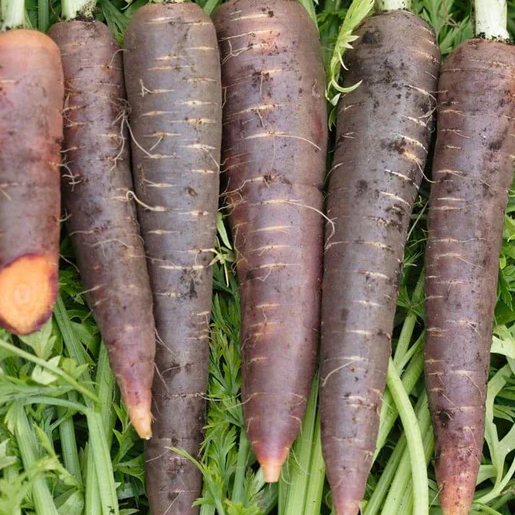 West Coast Seeds Carrots - Purple Haze F1