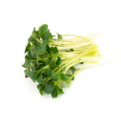 Mumm's Sprouting Seeds Green Kale - 100 Grams