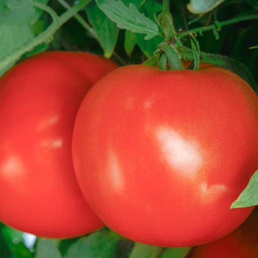 West Coast Seeds Tomatoes - Roadster F1