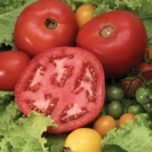 McKenzie Seeds Tomato Seeds, Beefsteak Bush