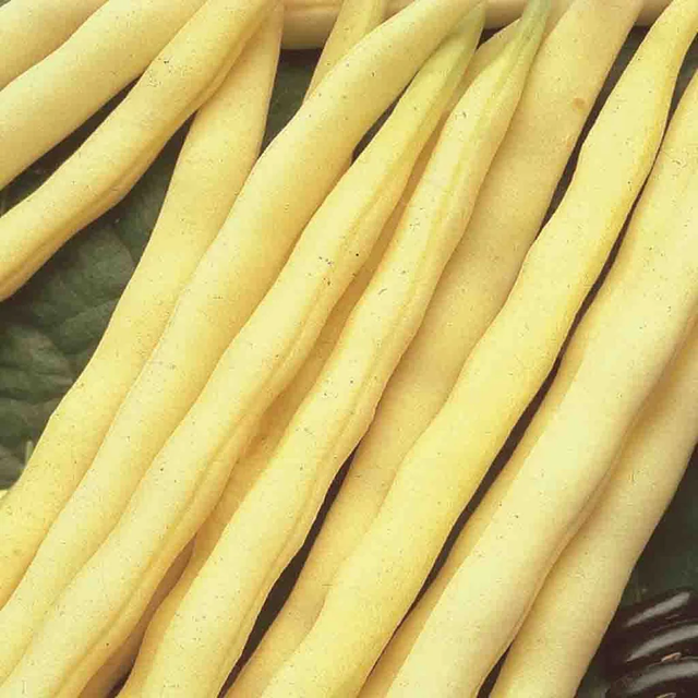 McKenzie Seeds Bean Seeds, Pencil Pod Black Wax (Bush)