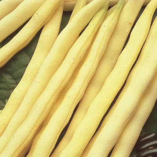 McKenzie Seeds Bean Seeds, Pencil Pod Black Wax (Bush)