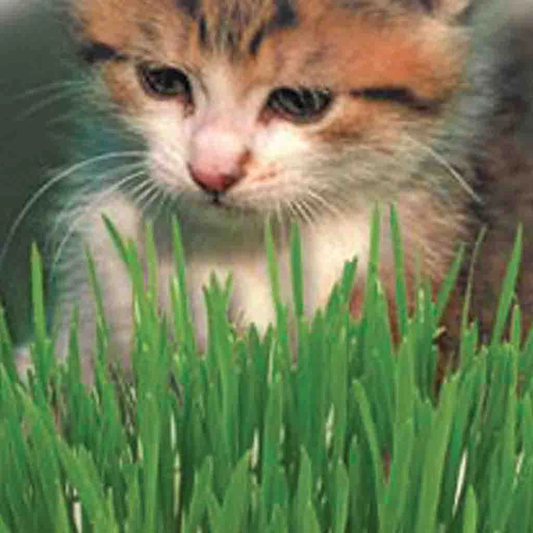 McKenzie Seeds Catgrass Seeds