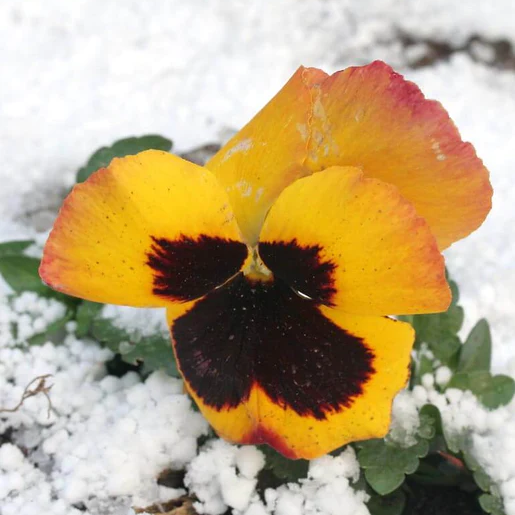 West Coast Seeds Pansies & Violas - Swiss Giants Mix